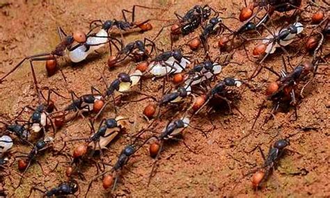 一群螞蟻